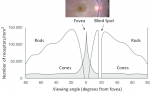 Density-distribution-of-retinal-rods-and-cones-A-retinal-image-is-shown-above-the.png